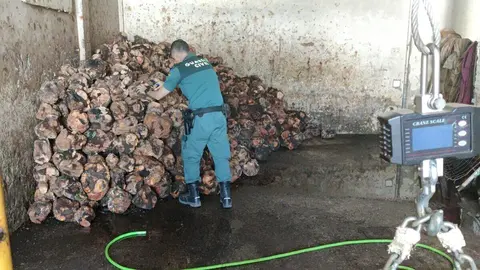 Incautaci&oacute;n del SEPRONA en Jimena de la Frontera