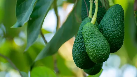 Los aguacates se convierten en otros de los "beneficiados" por el uso del alga invasora