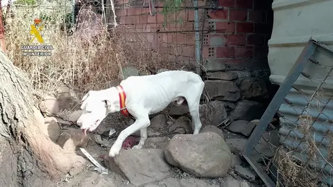 Uno de los perros localizados