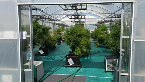 Una de las plantas en las que ha actuado la Policía de Portugal