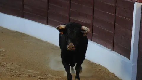 Toros en La Línea16