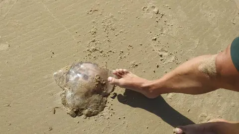 Medusa de gran tamaño localizada en una de las playas del Campo de Gibraltar 