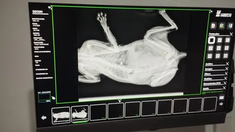 Una prueba rediológica muestra los restos de perdigones en el cuerpo del felino 