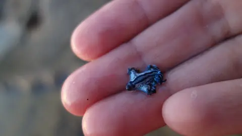 Colores llamativos de esta especie que le permiten camuflarse en el mar