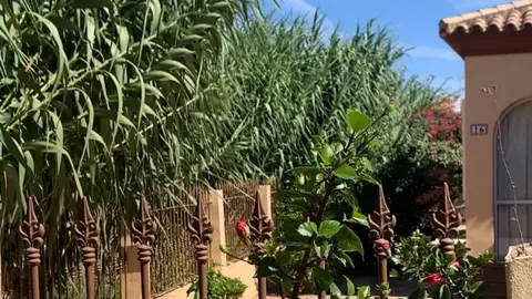 La maleza entrando en el patio de un vecino