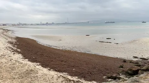 Arribazón de alga asiática en la playa de El Rinconcillo