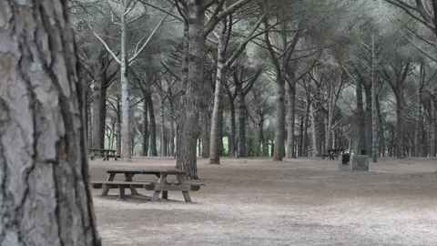 Pinar del Rey, una de las zonas de ocio más visitadas de la comarca