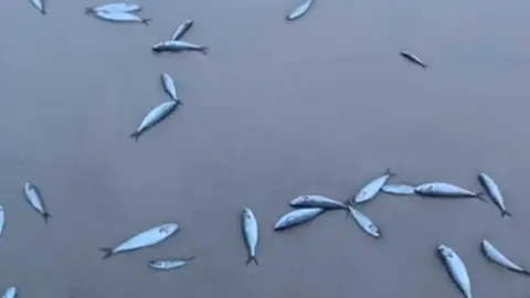 Algunos de los peces muertos aparecidos en El Rinconcillo