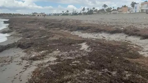 La Rugulopterix okamurae, en el litoral sanroqueño