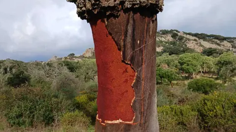Im&aacute;genes satelitales comparativas de 2025 y 2003 muestran una p&eacute;rdida masiva de masa forestal y la presencia de numerosos alcornoques muertos o en avanzado proceso de decaimiento