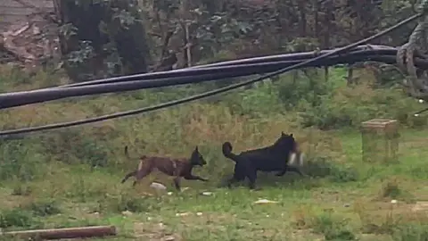 Captura del v&iacute;deo en el que se observa a dos perros sueltos persiguiendo a los gatos de la colonia; uno de ellos aparece con un felino atrapado entre sus mand&iacute;bulas