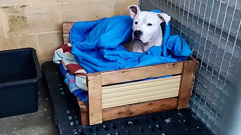 Los responsables del centro explican que los perros no disponen de zonas interiores donde resguardarse del fr&iacute;o, m&aacute;s all&aacute; de sus casetas, y que las condiciones actuales son especialmente duras