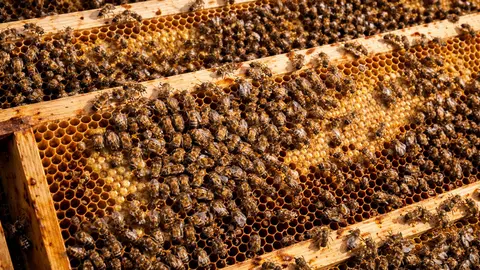 Panal de abejas