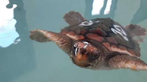 Tortuga en recuperaci&oacute;n en el CEGMA del Estrecho - FOTO: Junta de Andaluc&iacute;a