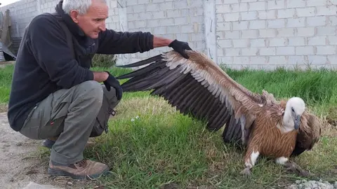 Voluntario de Verdemar rescatando a un buitre leonado en la v&iacute;a del tren