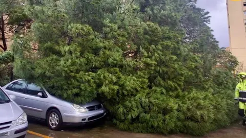 Un &aacute;rbol ca&iacute;do, que ha afectado a un total de cuatro veh&iacute;culos, en la calle Ram&oacute;n Pujol
