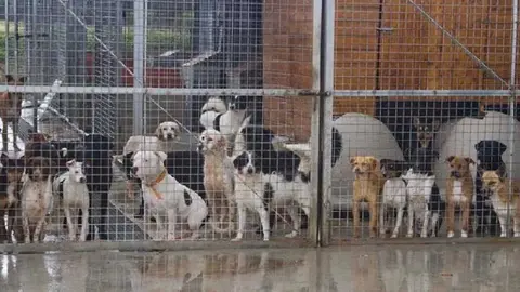 De acuerdo con las previsiones meteorol&oacute;gicas, para la jornada del mi&eacute;rcoles se esperan hasta 80 litros por metro cuadrado, una cantidad que hace inviable que los animales permanezcan en la perrera
