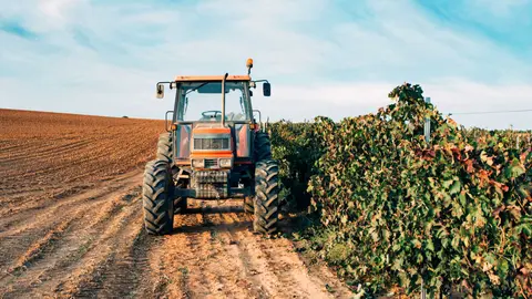 En el Campo de Gibraltar, Asaja se&ntilde;ala que los da&ntilde;os se concentran principalmente en c&iacute;tricos y aguacates, que han permanecido totalmente inundados durante varios d&iacute;as