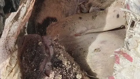 Perro hallado sin vida en la playa de Puente Mayorga, donde fue localizado el cuerpo dentro de una bolsa.