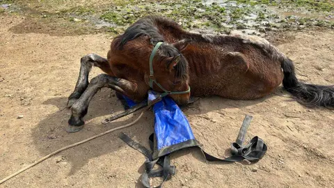 Seg&uacute;n fuentes municipales, en la &uacute;ltima d&eacute;cada se han retirado m&aacute;s de 60 animales en actuaciones relacionadas con este mismo responsable