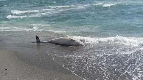 Delf&iacute;n varado en la playa de Santa B&aacute;rbara, en La L&iacute;nea, donde se ha registrado el &uacute;ltimo hallazgo de un cet&aacute;ceo sin vida.