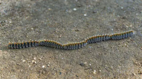 Los especialistas recomiendan no tocar ni manipular las orugas, ya que incluso sin contacto directo los pelos urticantes pueden desprenderse y causar irritaci&oacute;n - FOTO: iStock / Joseantona