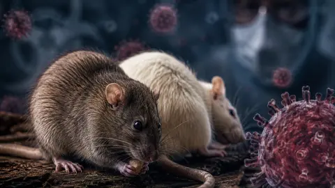 Recreaci&oacute;n ilustrativa sobre el brote de hantavirus asociado al crucero MV Hondius.