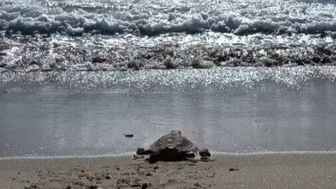 Una de las tortugas bobas recuperadas regresa al mar en la playa de Getares