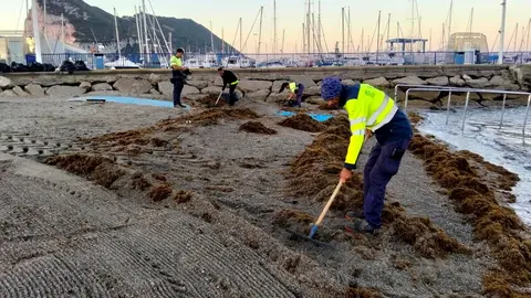 Trabajos de retirada de alga invasora en la playa de Poniente de La L&iacute;nea de la Concepci&oacute;n