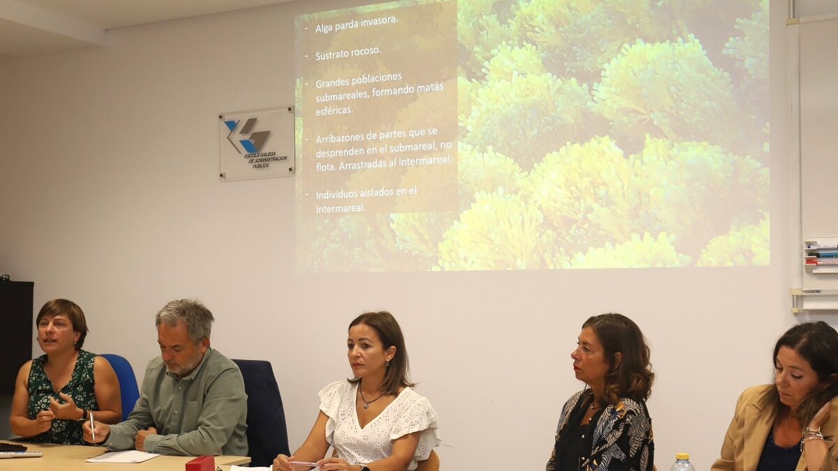 Grupo de trabajo de la Xunta contra el alga invasora
