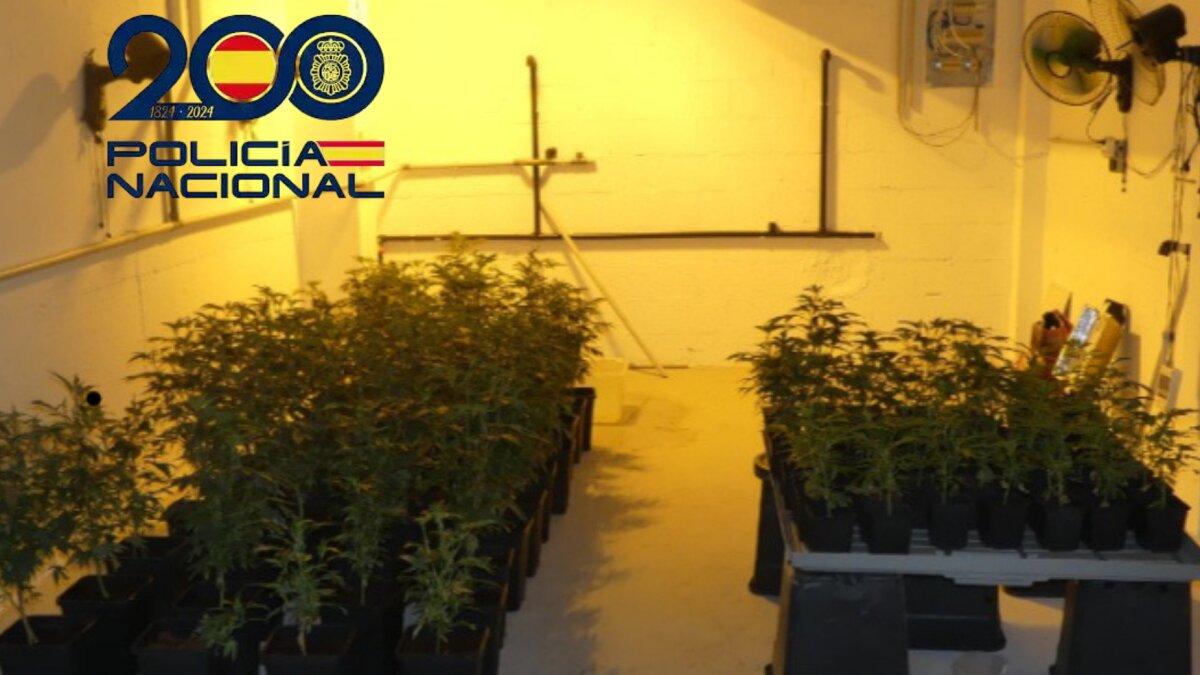 Cultivos de marihuana