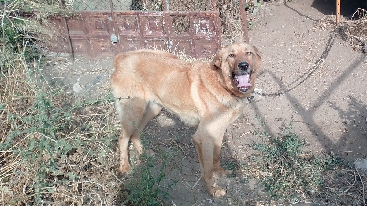 Otro de los perros localizados