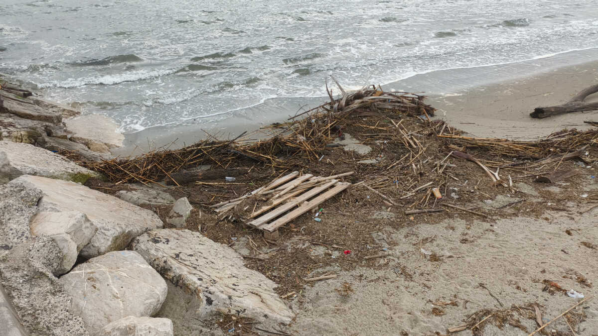Cañas, troncos y ramas, que llegan a la costa tras las crecidas de los cauces fluviales cercanos - FOTO: Lucía Becerra